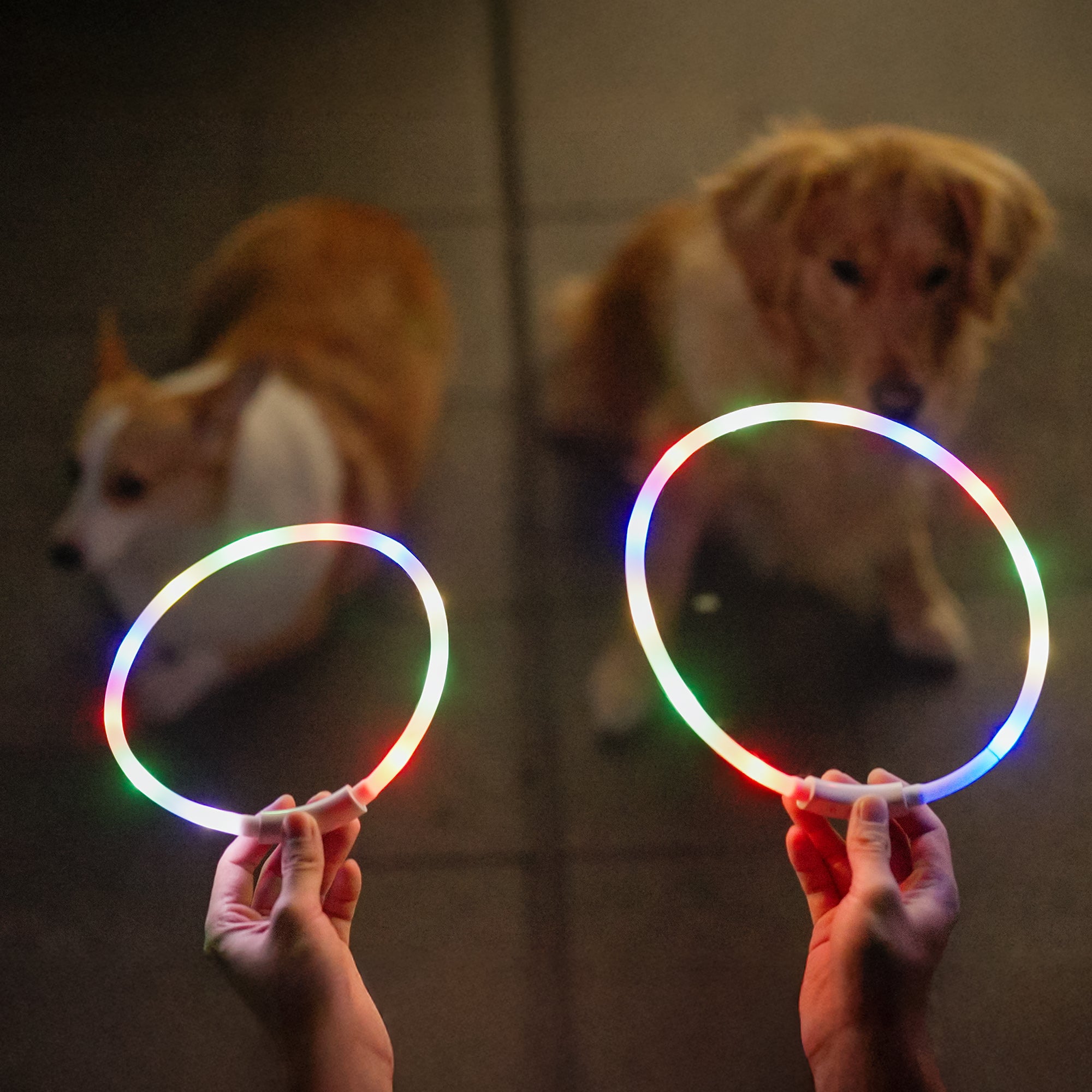 RadPaws LED Pet Collar