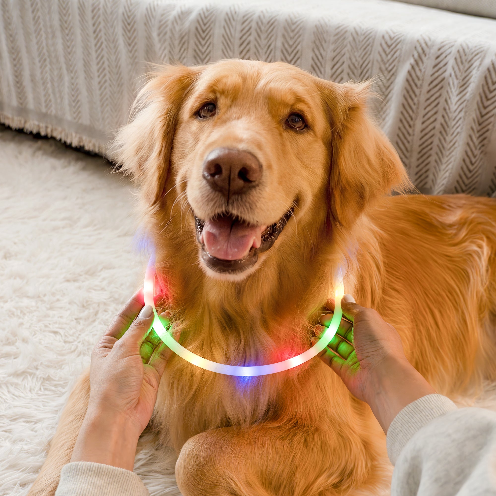 RadPaws LED Pet Collar